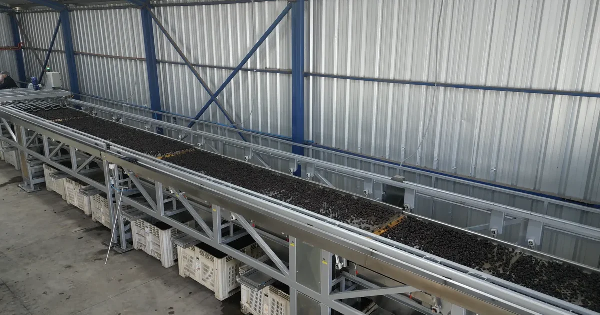 New prune sizing line at the Los Montes processing plant