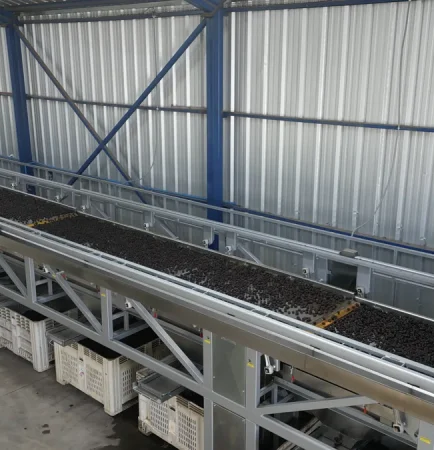 New prune sizing line at the Los Montes processing plant