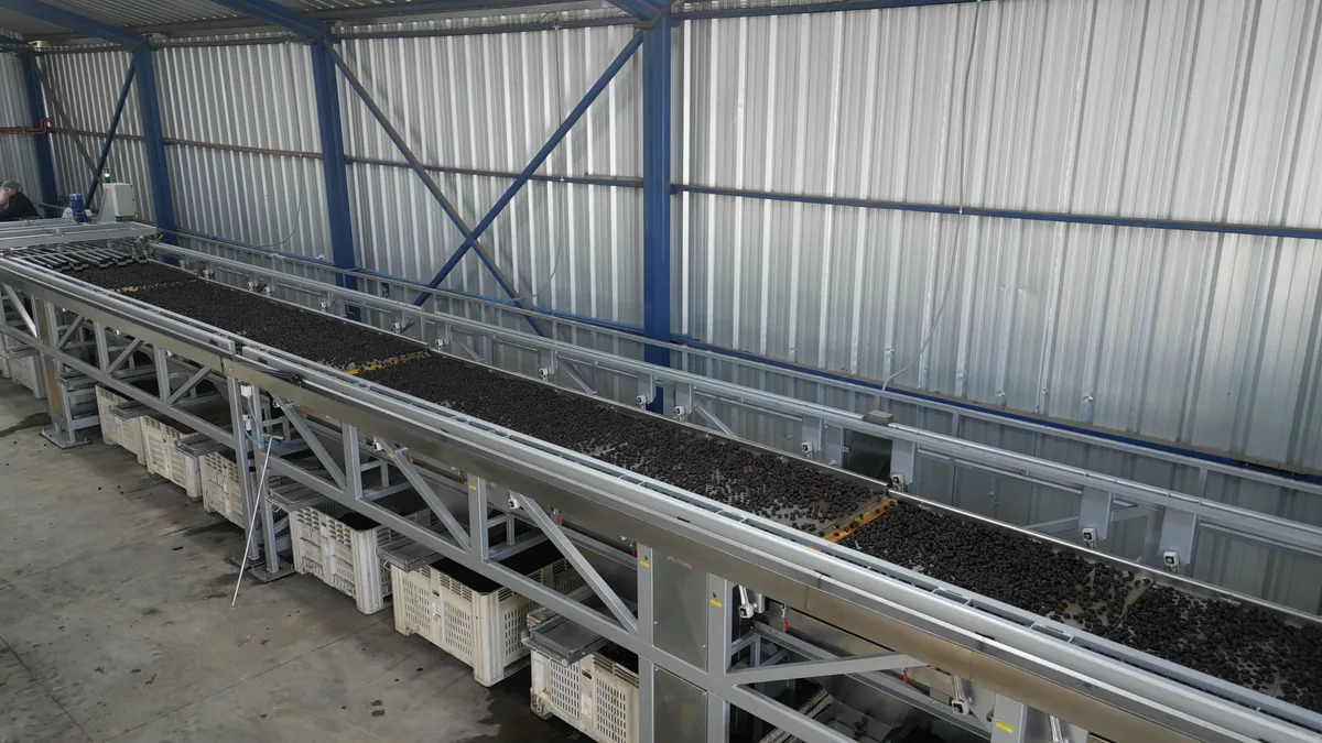 New prune sizing line at the Los Montes processing plant