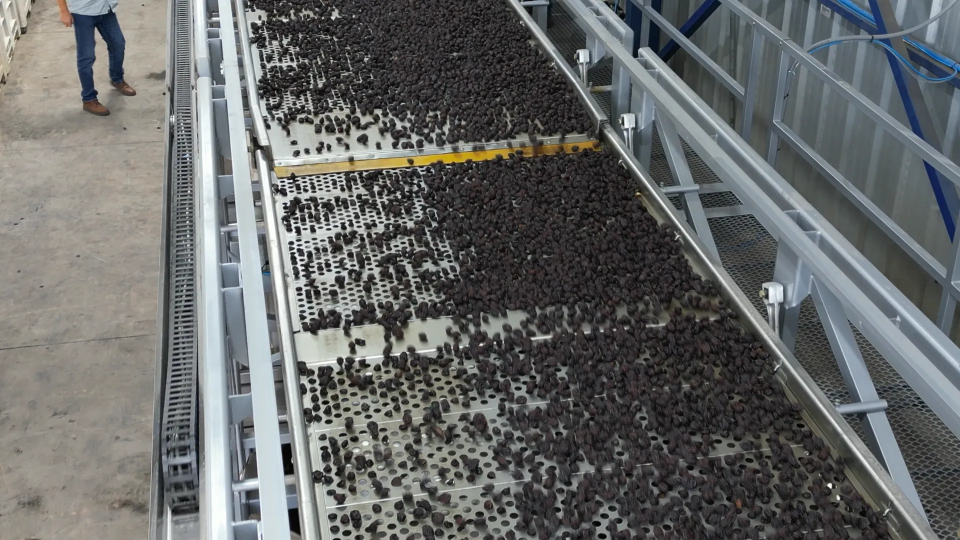 Dried prunes on AISI 304 stainless steel sizing screens
