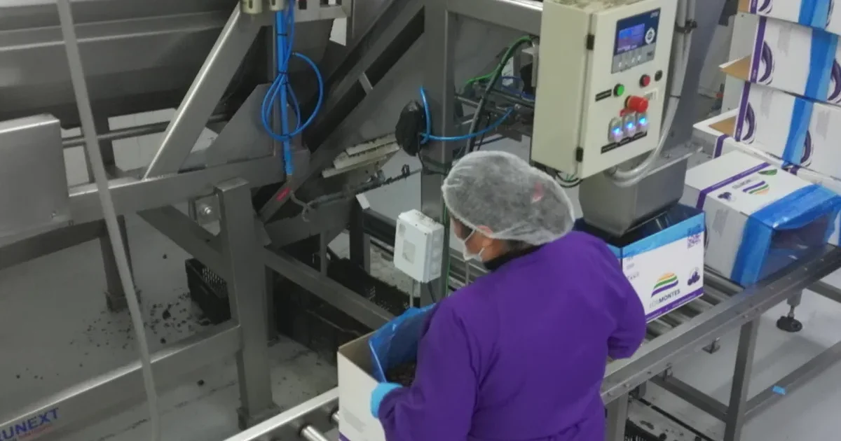 Operaria embalando ciruela deshidratada en cajas en la planta de Los Montes