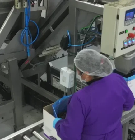 Operaria embalando ciruela deshidratada en cajas en la planta de Los Montes